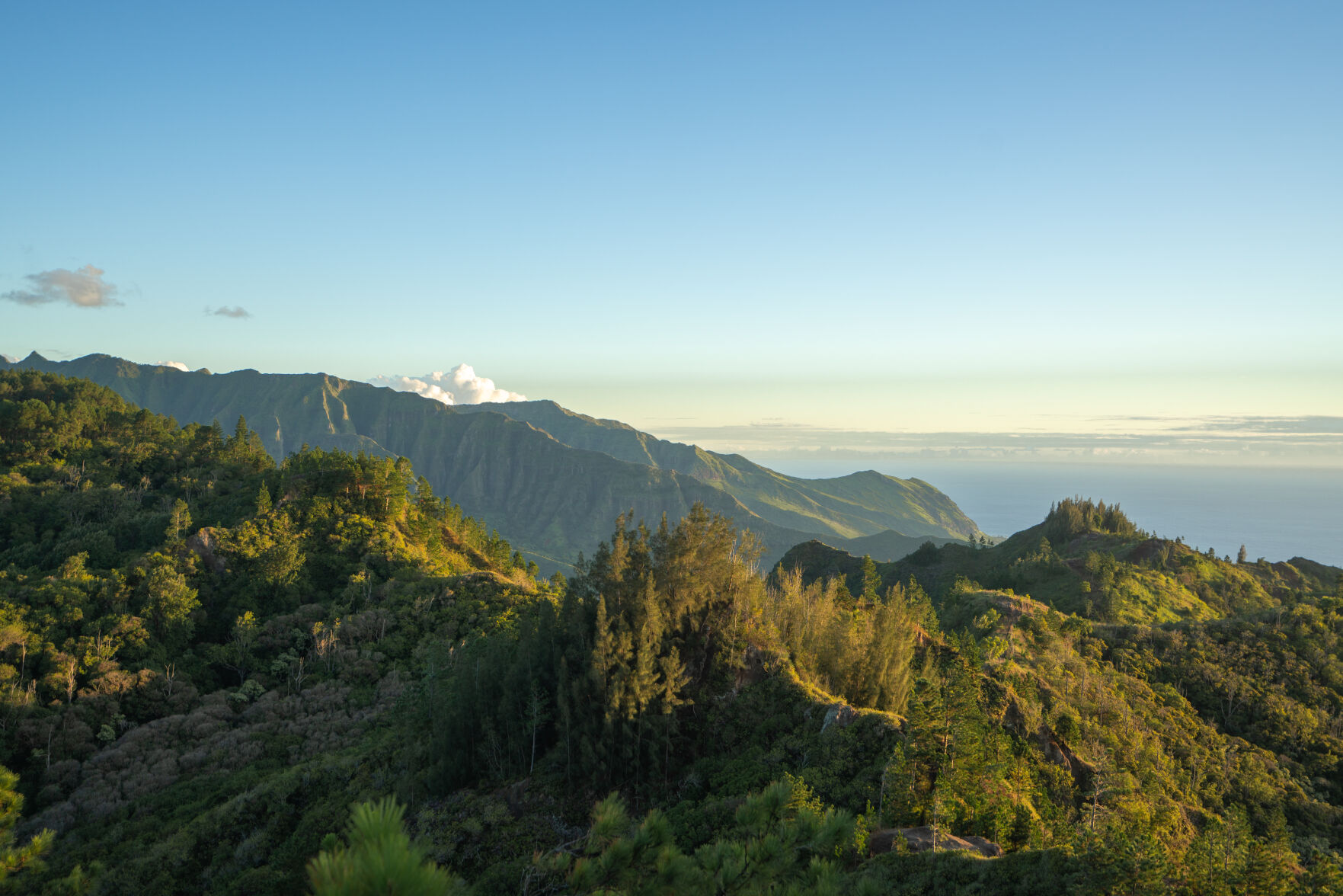 Native Hawaiian Forest.jpeg